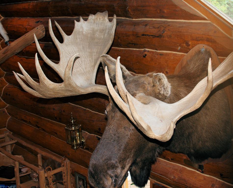Wise Old Hunter Lodge Anchor Point Cameră foto